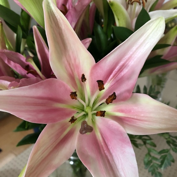 Meet your Posher, S - Picture 1 of 1